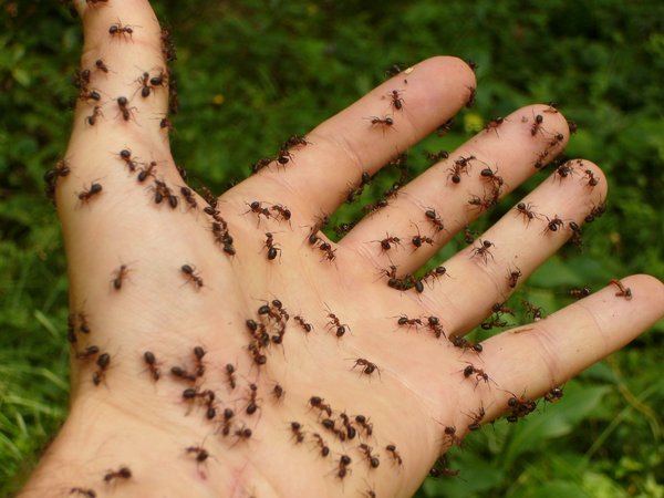 Hand mit Ameisen übersät
